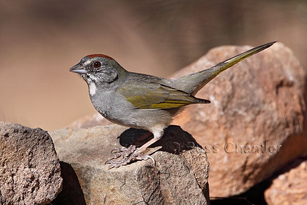 Green-tailed Towhee © Russ Chantler